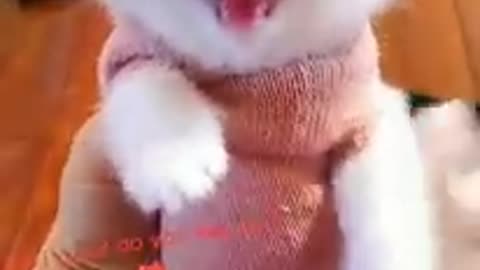 Cut cats video cute kitty 🥰