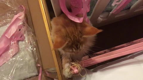 Cat plays with elastic bands