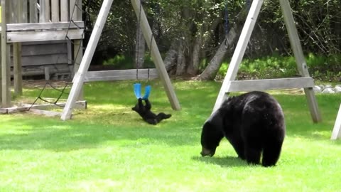 Bear Cubs play with swing