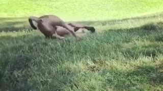 Dog loves to roll on the grass
