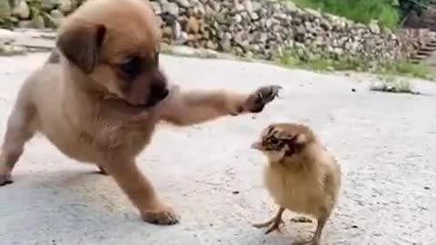 Funny_Animal_Videos_-_Awesome_Funny_Pet_Animals___Cute_Animals___Super_Funny_Dog_Video