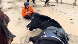 Horse Tosses Human Off Him So He Can Roll In The Sand