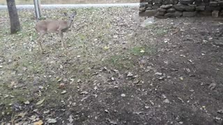 Whitetail Deer: Training Molly