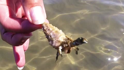 Crab Scares Woman By Suddenly Appearing from Shell & Pinches her hand!