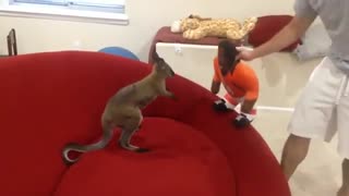 Crazy kangaroo attacked the puppet