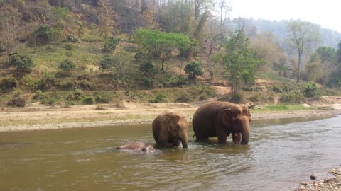 Elephant family splashes around in river