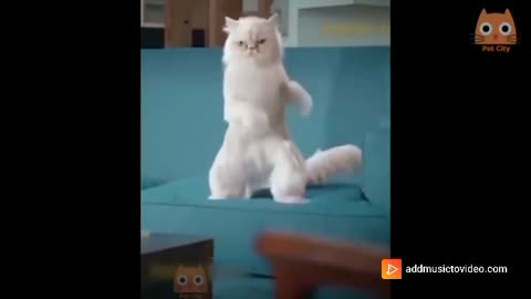 ESTE GATITO ESTA BAILANDO MUY BIEN