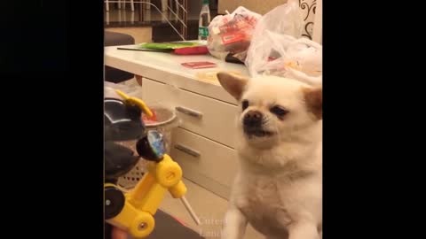 Funny Dog playing with Toy | Pet Funny video.
