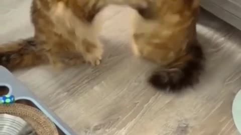 Kitten Attack by 10 Cute Puppies: Adorable Chaos Unleashed!