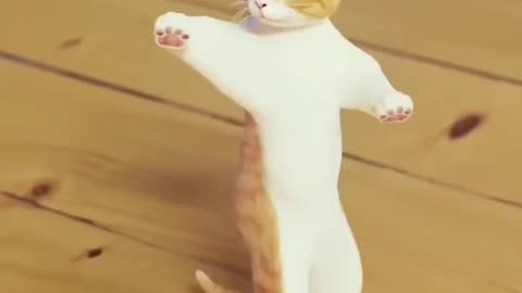 Funny Cat Dance 🤣🤣🤣🤣 #shorts #trending #viralshorts #cats #funny #shortvideo