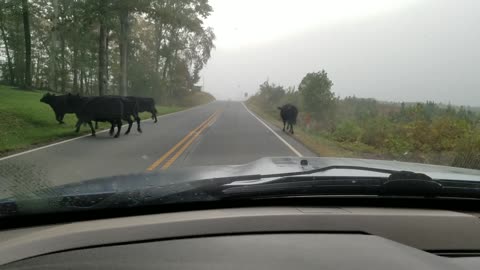 COWS!!!!