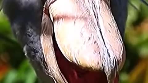 Shoebill Nightmare Pelican