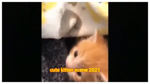Funny cat video and Very Adorable kitten scene