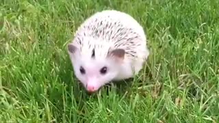 White hedgehog walking towards camera