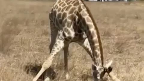 @Funny In case you don't know how Giraffe eat Grass. 😂😂