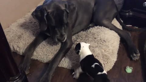 Massive Great Dane plays with tiny puppy