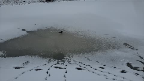Robin bird gets a drink while farmer is breaking ice for cows during a cold snap