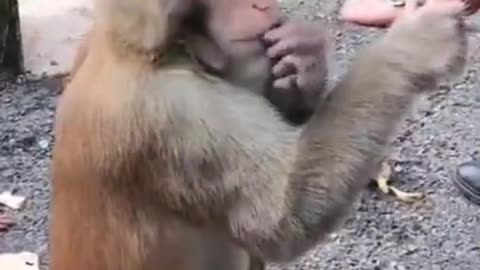 Monkeys are lovely