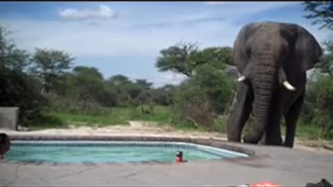 Nice elephant crashes pool party