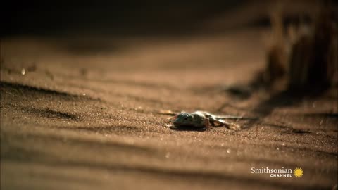 The Sidewinder Snake Slithers at 18 MPH