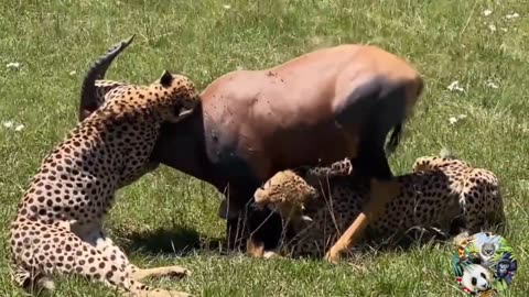 13 Scary Moments Wild Animals Attack their Prey