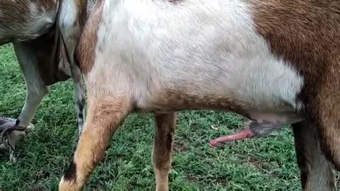 Dirty goat