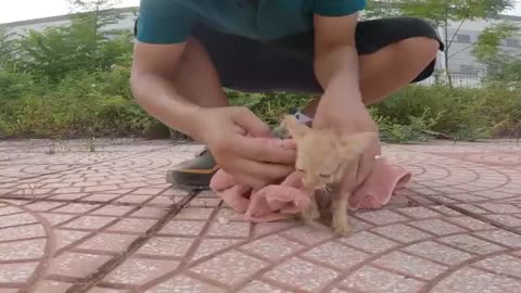 Stray kitten on the highway has a dangerous accident if it is not rescued in time!