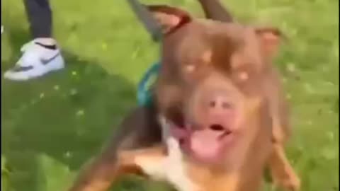 pitbull dog angry