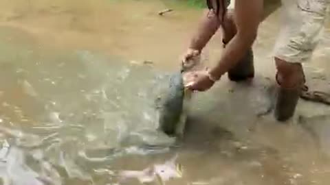 Guy catches a large snapping turtle in a small stream, then safely lets it go.