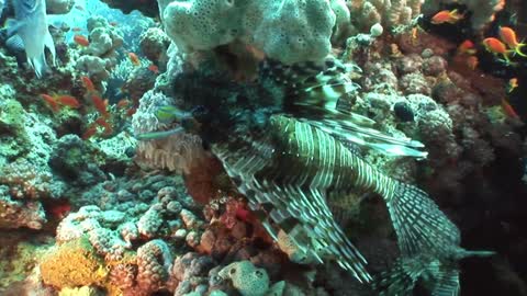 UNDERWATER Red Sea Life _ Free HD Videos - No Copyright Footage