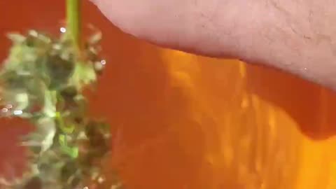 Bud washing outdoor Northern Lights Autoflower cannabis plants