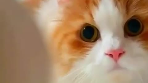 So Cute Cat Funny Video _ funny cats, funny cat videos, funny cat video