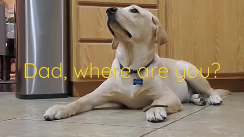 Labrador Dog Shows How Well Trained He is.