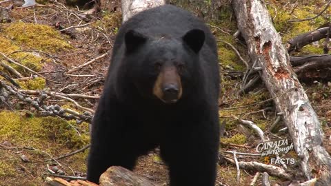 5 facts about black bears (true facts)