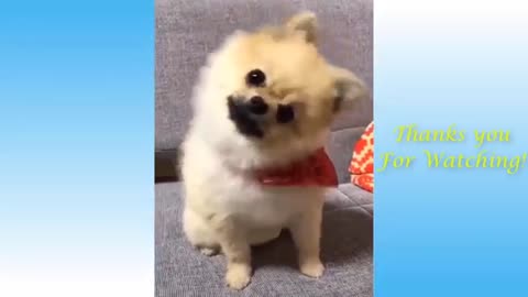 Funny pets garden. Cute videos