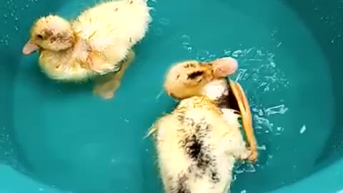 Ducks 🦆 baby