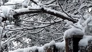 First Snow 1-3-22 Manassas VA backyard 2