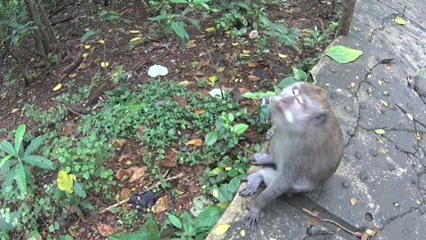 Mating season in Bali Monkey forest - aggressive interactions between long-tailed macaques