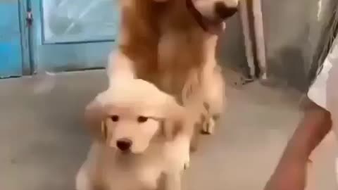 Mother love cute puppy golden retriever