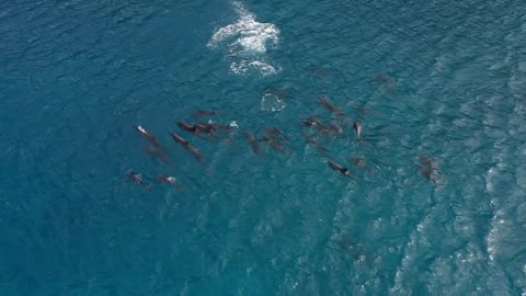 Beautiful Dolphins 🐬 View