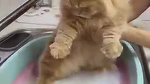 Cats funny video funny cats short