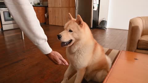 The dog 🐕🐕 shaking the hands with his owner