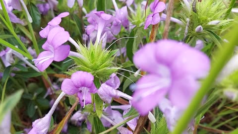 flowers Nepal wow nice