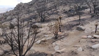 Fire in the Mojave Desert - A Landscape in Transition - Joshua Tree National Park