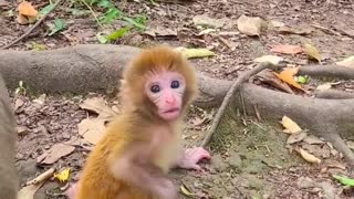 Baby monkey cute animals