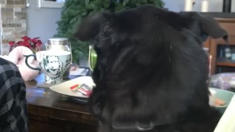 Dog Snatches Salami From Cat's Head