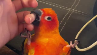 Parrot playing rolls over