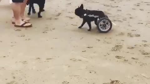 Black pug in wheelchair following other dogs at the beach