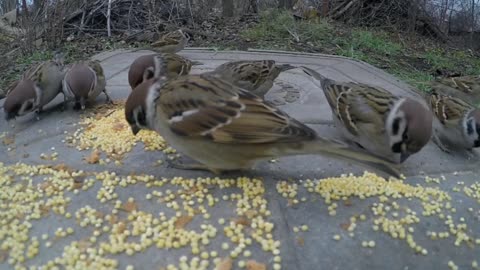 wild sparrows eating bird seeds