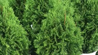 This arborvitae is not what you think it is